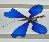 Deep Blue Butterfly