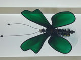 Forest Green Butterfly